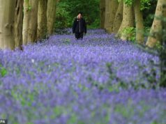 As campânulas da Grã-Bretanha florescem excepcionalmente cedo devido ao clima úmido e às condições amenas
