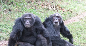Uma misteriosa guerra que dura décadas está ocorrendo nas profundezas da floresta tropical de Uganda. Mas esta guerra não é sobre religião ou petróleo. Está entre os chimpanzés, não entre os homens. Agora, cientistas preocupados temem que contenha uma profecia assustadora para a humanidade
