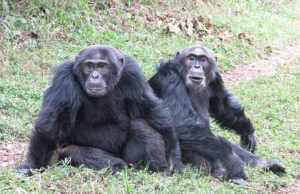 Uma misteriosa guerra que dura décadas está ocorrendo nas profundezas da floresta tropical de Uganda. Mas esta guerra não é sobre religião ou petróleo. Está entre os chimpanzés, não entre os homens. Agora, cientistas preocupados temem que contenha uma profecia assustadora para a humanidade