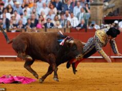 “Nunca senti uma dor assim”, disse o rei dos matadores da Espanha em sua cama de hospital, um dia depois de perfurar o ânus de um touro.