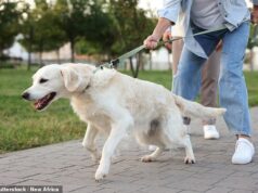 Os donos de animais de estimação estão se endividando e desligando o aquecimento para pagar as enormes contas do veterinário