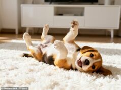 Quer ganhar £ 60.000 sem pagar aluguel e sem pagar contas? Inscreva-se para receber cuidados familiares para cães em Surrey