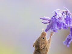 Ratos pequenos se equilibram em talos para sentir o cheiro de campânulas em flor
