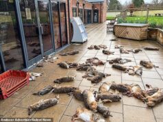 50 carcaças de coelhos despejadas do lado de fora da loja da vila em ‘cena de filme de terror’, ouve tribunal