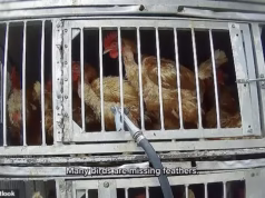 Câmeras escondidas nos mercados de animais vivos de Nova York revelam condições imundas, riscos de doenças e tratamento cruel de galinhas, patos, coelhos e ovelhas