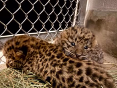 Adoráveis filhotes de leopardo de Amur filmados fazendo seu primeiro exame de saúde no zoológico de Utah, onde moram