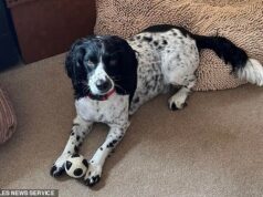 Cobra mata cachorro: proprietário perturbado avisa outros após mordida fatal de springer-cocker spaniel atribuída a réptil venenoso