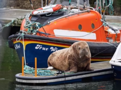 Eu sou a morsa! Mighty Magnus faz uma parada para algumas merecidas férias com ronco em sua turnê pelo Reino Unido