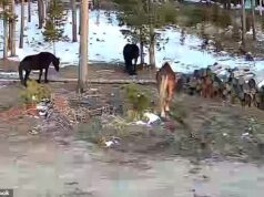 O conflito irrompe na comunidade montanhosa depois que o homem tenta vender o cavalo do vizinho enquanto eles continuam a invadir suas terras.