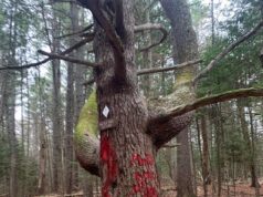 Indignação com vandalismo descarado de árvore de 350 anos com tinta spray vermelha