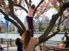 Juiz aposentado prático se junta à ‘patrulha de pétalas’ para proteger as elegantes cerejeiras da ilha de Nova York de influenciadores incômodos