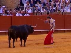 O momento em que um toureiro rolou pela coxa, deixando-o em estado “muito grave”, ocorreu dias depois de ele ter atacado as costas de outro matador.