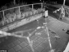 Homem grita ‘Tweet, Tweet, Tweet’ depois de jogar dois pássaros mortos e 50 coelhos do lado de fora do salão de beleza da vila