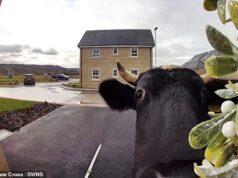 Toc toc, tem moo? A campainha do Moment Ring alerta o proprietário sobre uma vaca em sua garagem