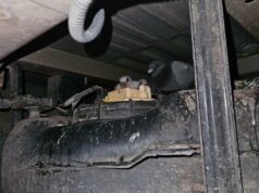 Entrega especial! Bebês pombos estão escondidos em vans do Royal Mail… e estão ‘lá há semanas’