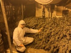 YOBS foram presos após serem encontrados próximos a enormes pilhas de cannabis cultivadas em uma operação de £ 1 milhão