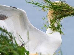 ‘Agora, onde fica minha casa?’ Anunciados os vencedores do Comedy Wildlife Award… junto com outras fotos hilariantes