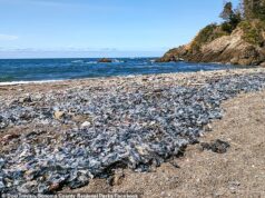 Milhares de criaturas marinhas azuis brilhantes apareceram nas praias que chocaram os habitantes locais… mas há uma explicação plausível.
