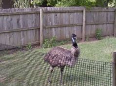 Causa bizarra de morte de Missouri Emu conhecido como Adam, que morreu durante uma forte tempestade