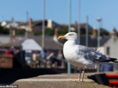 Ele vai limpar esta cidade litorânea! Gull Rangers são contratados para acabar com ‘conflitos’ entre humanos e pássaros