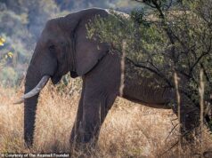 Como um elefante chamado Tiswale foi recebido de volta à natureza depois de passar décadas em cativeiro