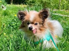 Lazarus continental toy spaniel pode ser o cão mais velho do mundo, conforme o Guinness Book of Records investiga a afirmação