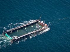 A dupla por trás de uma missão ‘multimilionária’ para salvar uma baleia… pode ser qualquer coisa: um empresário que é um dos homens mais ricos da Alemanha e ex-aeromoça dona de cavalos de corrida