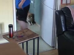 O cruel dono do animal de estimação do momento, 65 anos, bate brutalmente em seu shih tzu-cross brilhante com um dorminhoco depois de sujar sua cama