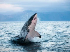 Tubarão e atum estão superaquecidos e as opções estão acabando