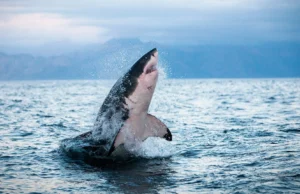 Tubarão e atum estão superaquecidos e as opções estão acabando