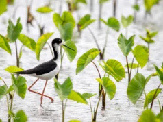 Cientistas desmascararam um mito de 50 anos sobre as aves do Havaí