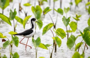 Cientistas desmascararam um mito de 50 anos sobre as aves do Havaí