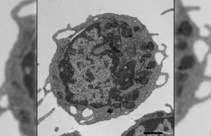 Uma proteína da “morte” pode ser a chave para retardar o envelhecimento na sua origem