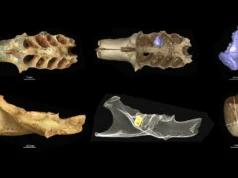 Descoberta rara em caverna mostra abelhas antigas fazendo ninhos dentro de ossos fossilizados