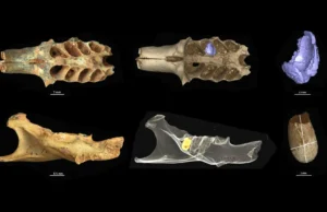 Descoberta rara em caverna mostra abelhas antigas fazendo ninhos dentro de ossos fossilizados