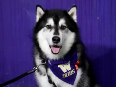 Resumo semanal de softball da UW: primeiro arremesso e esquilos arrebatadores