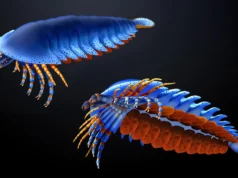 Esta pequena garra de um fóssil de 500 milhões de anos acaba de reescrever a origem das aranhas