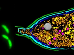 Cientistas descobriram que bactérias podem “explodir” por resistência a antibióticos