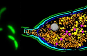 Cientistas descobriram que bactérias podem “explodir” por resistência a antibióticos