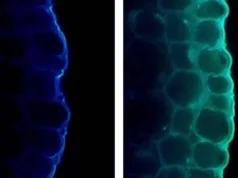 A luz fortalece as plantas, mas também as sustenta