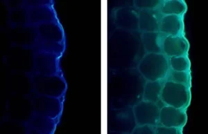 A luz fortalece as plantas, mas também as sustenta