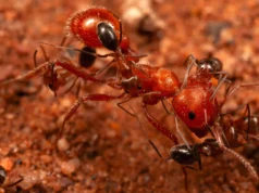 Cientistas descobrem ‘formiga mais limpa’ que alimenta formigas gigantes no deserto do Arizona