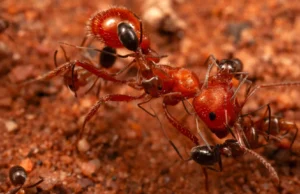 Cientistas descobrem ‘formiga mais limpa’ que alimenta formigas gigantes no deserto do Arizona
