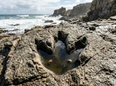 Impressionantes pegadas de dinossauros de 132 milhões de anos estão reescrevendo a história