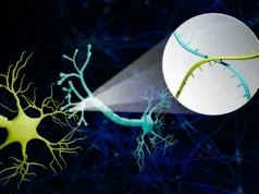 Cientistas fazem grande avanço no mapeamento da fiação oculta do cérebro usando códigos de barras de RNA