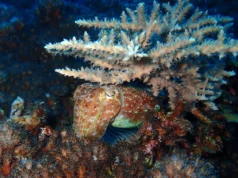 Como a lula sobreviveu à maior extinção da Terra e dominou os oceanos