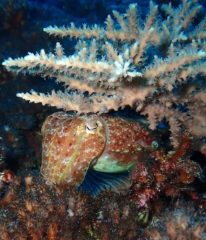 common-cuttlefish-sepia-sp.webp.webp