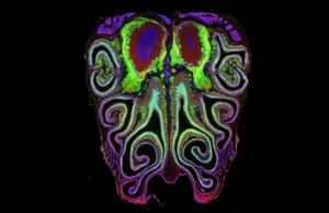 Um mapa oculto do seu nariz pode explicar como funciona o olfato