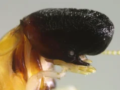 Cientistas descobriram uma baleia estranha que se parece com um pequeno cachalote