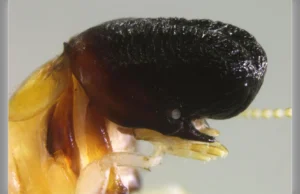 Cientistas descobriram uma baleia estranha que se parece com um pequeno cachalote